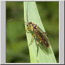 Tenthredopsis sordida - Blattwespe 01.jpg